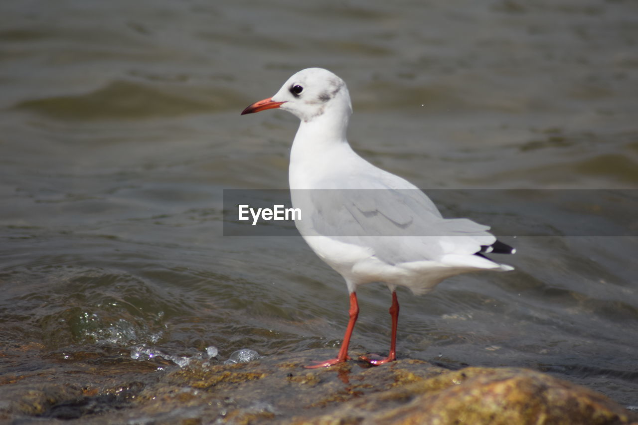 Seagull perching on a sea