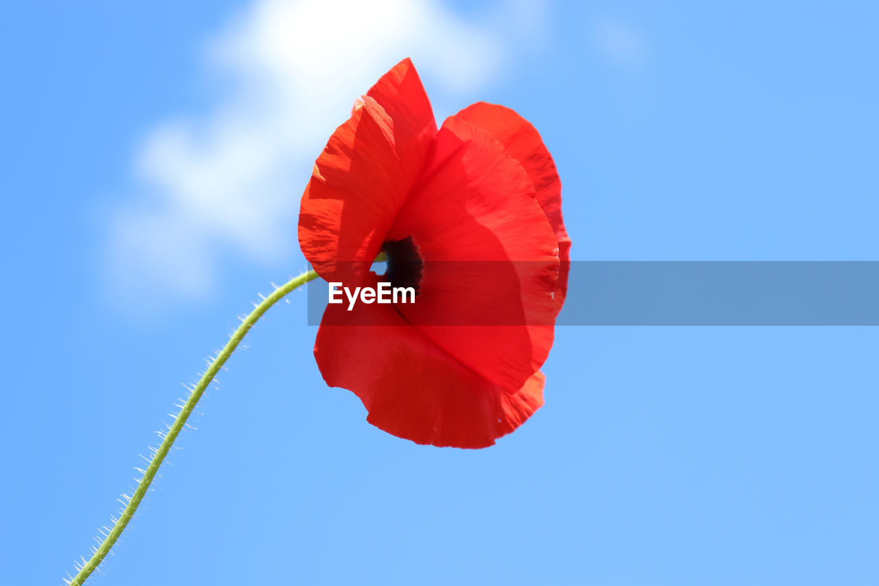 Close-up of red poppy flower against sky