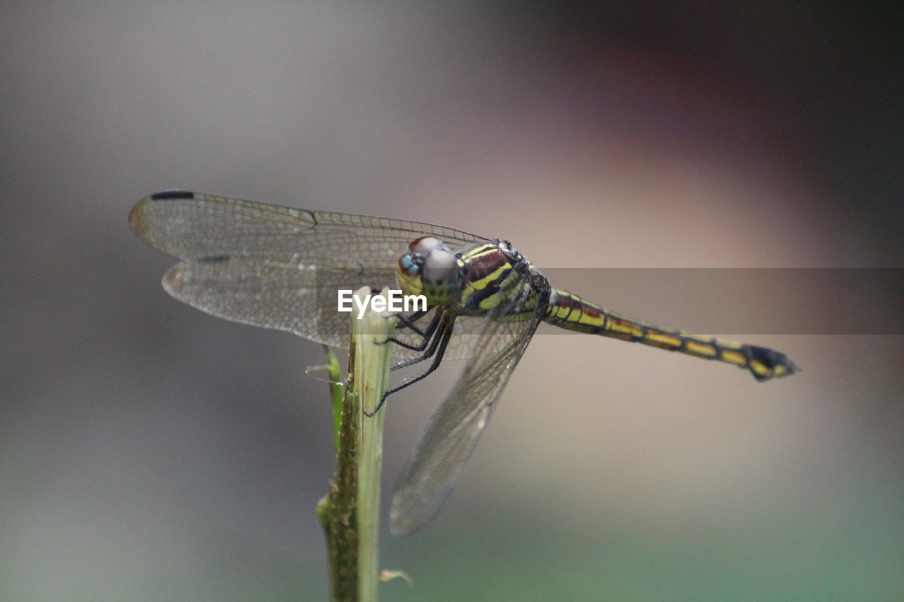 Close-up of dragonfly on twig