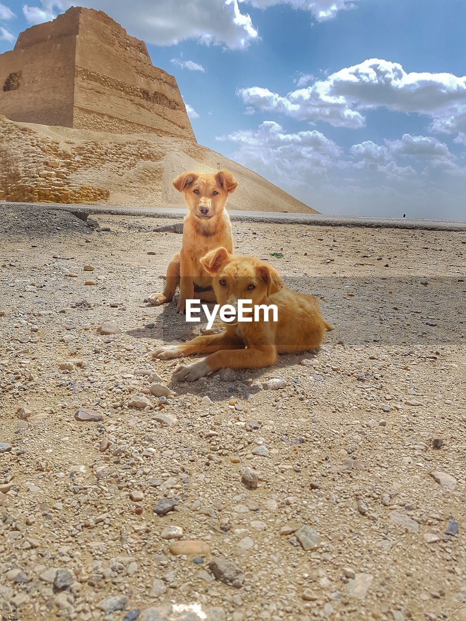 BROWN DOG SITTING ON SAND