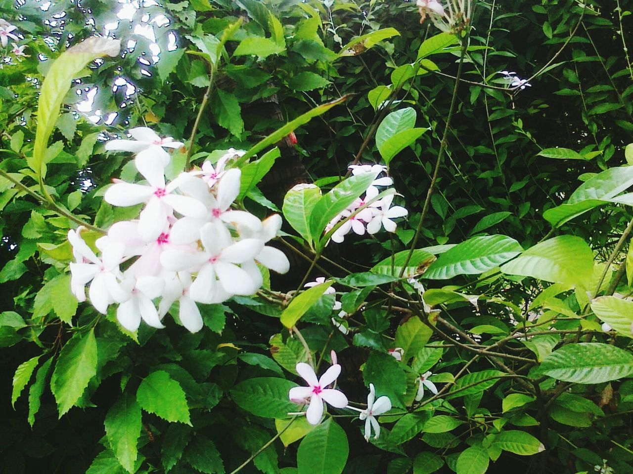 CLOSE-UP OF WHITE FLOWERS BLOOMING