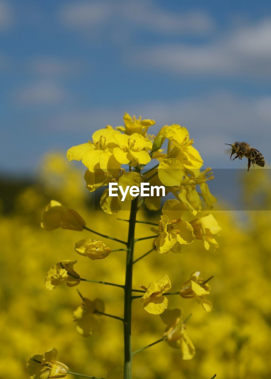 CLOSE-UP OF BEE POLLINATING YELLOW FLOWER