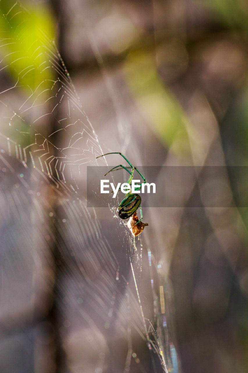 SPIDER ON WEB