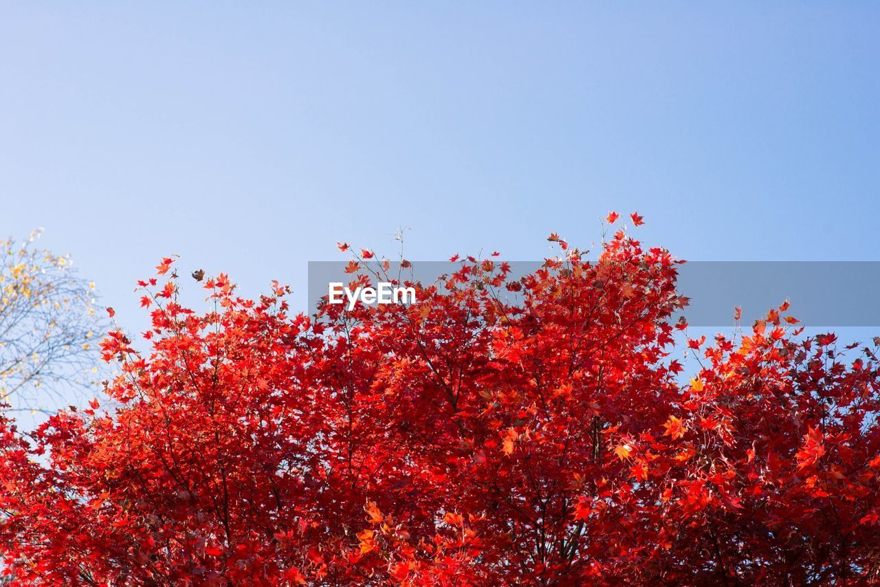 Low angle view of red flower tree against sky