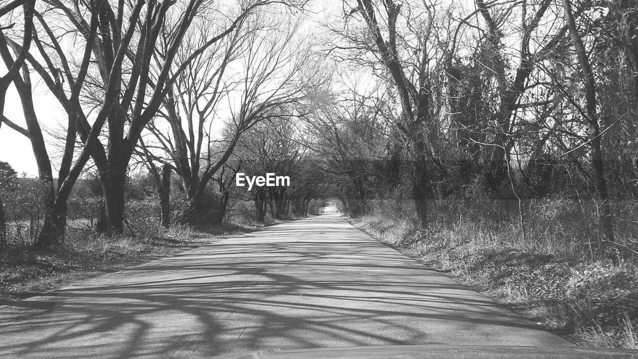 TREES ALONG ROAD