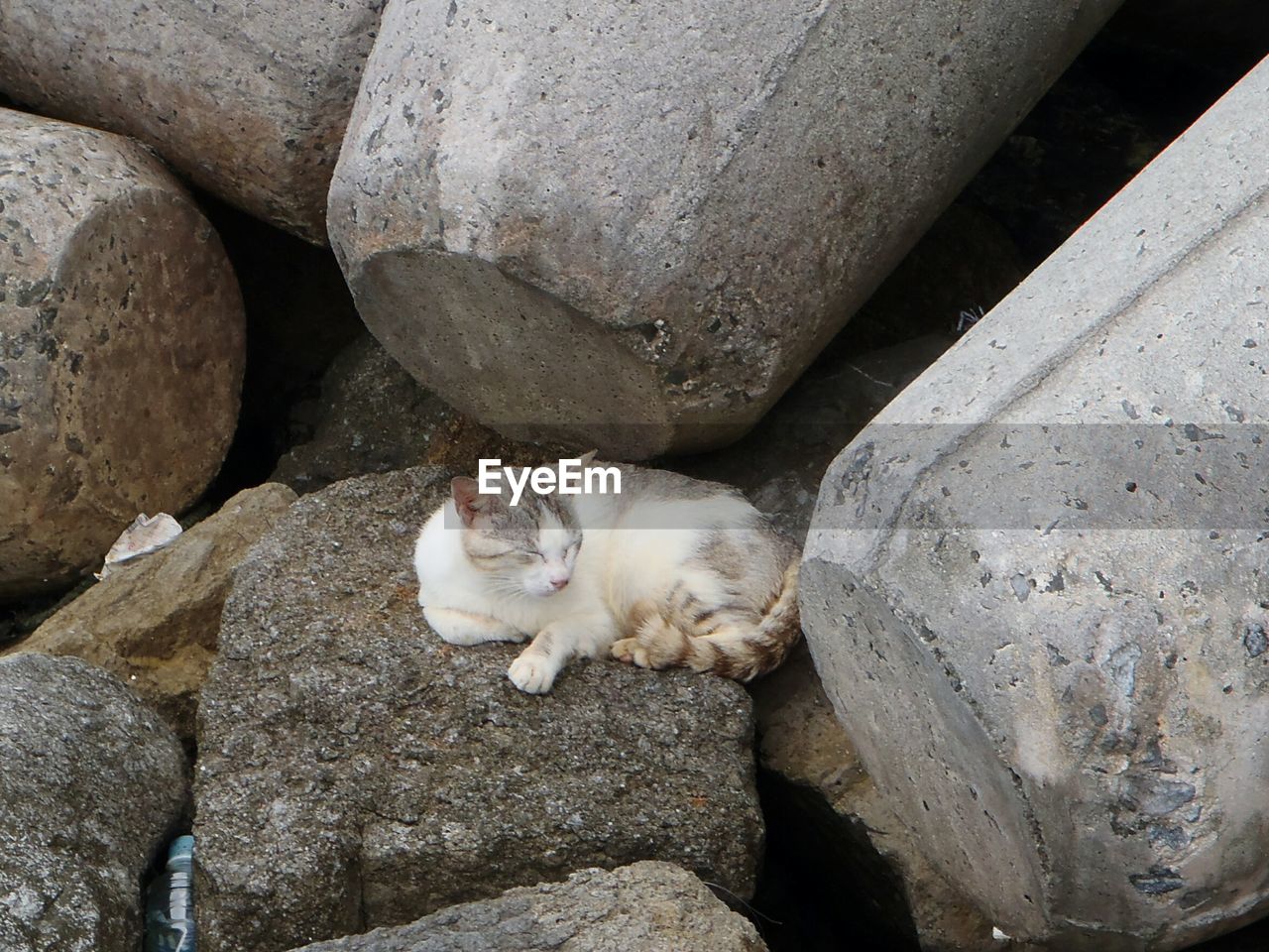 High angle view of cat lying on rock