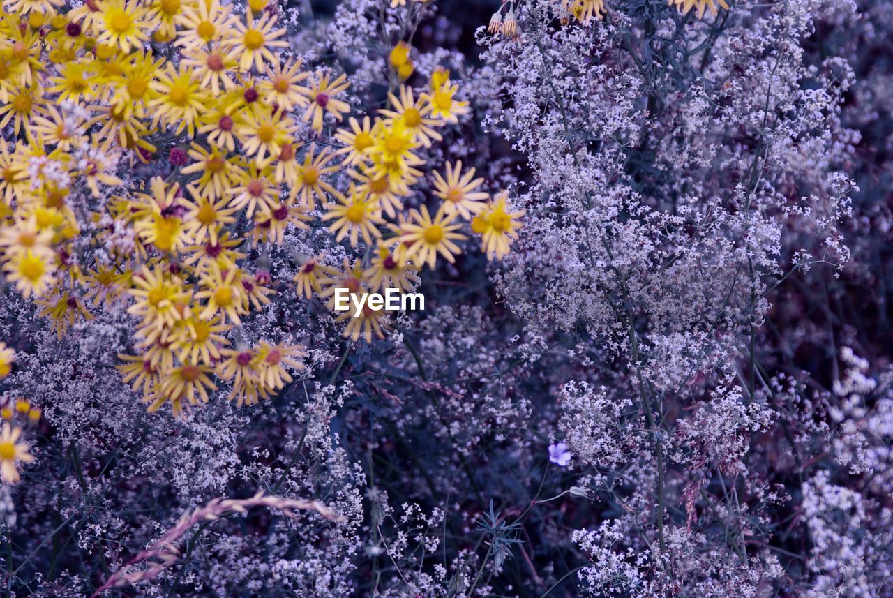 View of yellow flowering plants on land