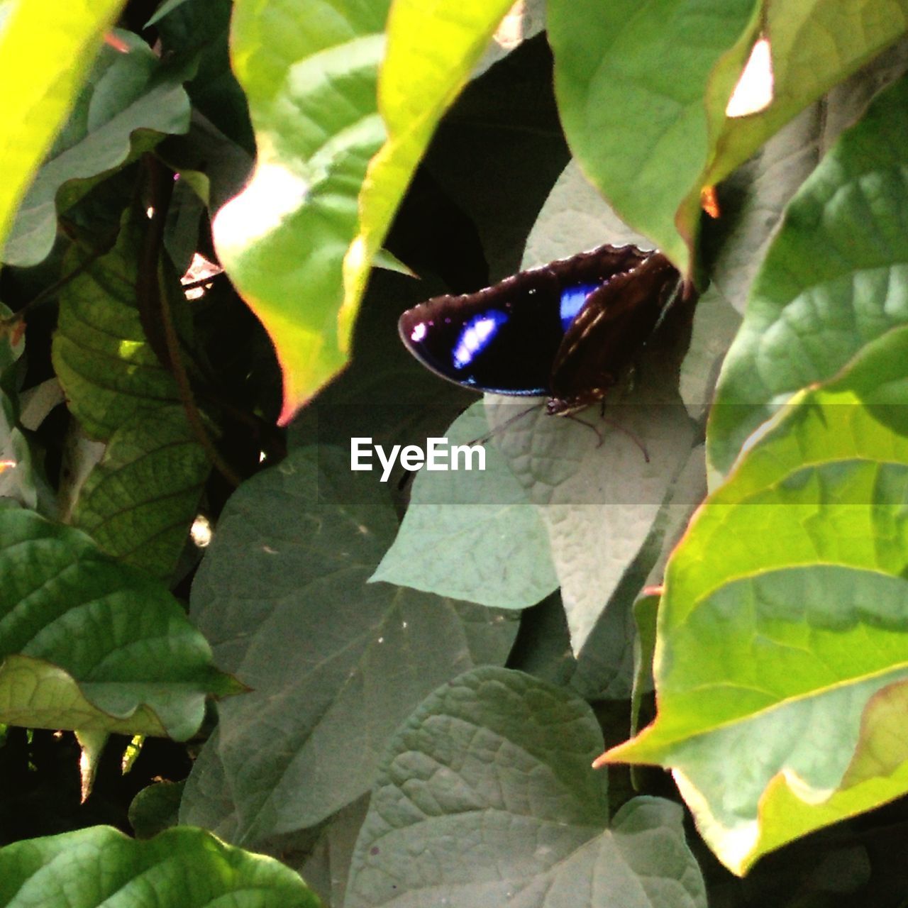 HIGH ANGLE VIEW OF BUTTERFLY ON PLANT