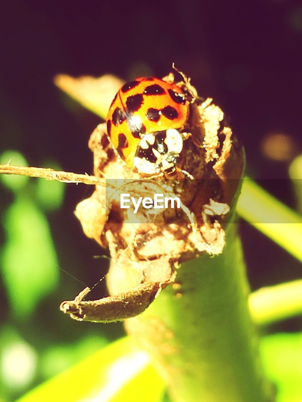 CLOSE-UP OF BUTTERFLY POLLINATING ON LEAF