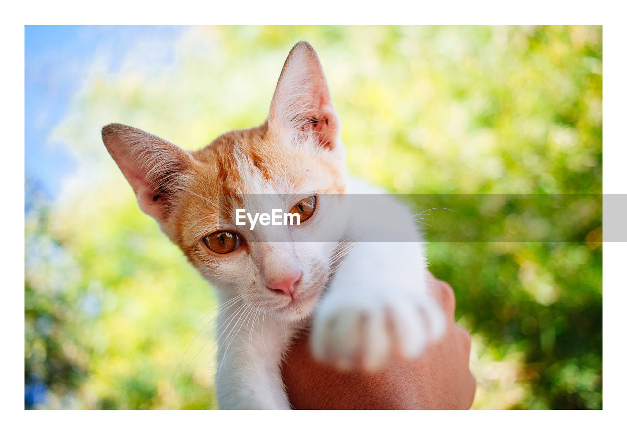 Close-up portrait of cat against plants