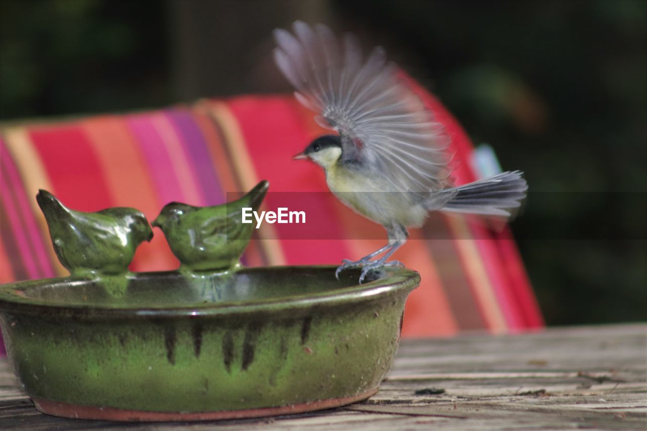 CLOSE-UP OF BIRD FLYING OVER A BOWL