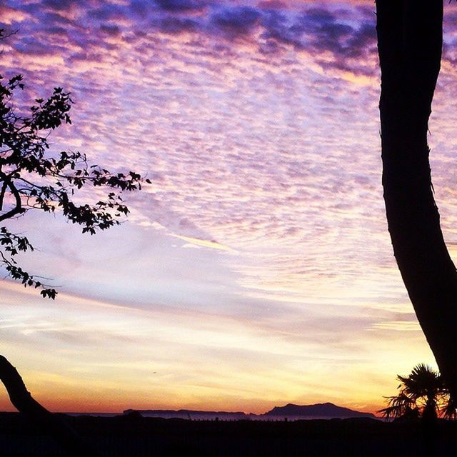 SILHOUETTE OF TREES AT SUNSET