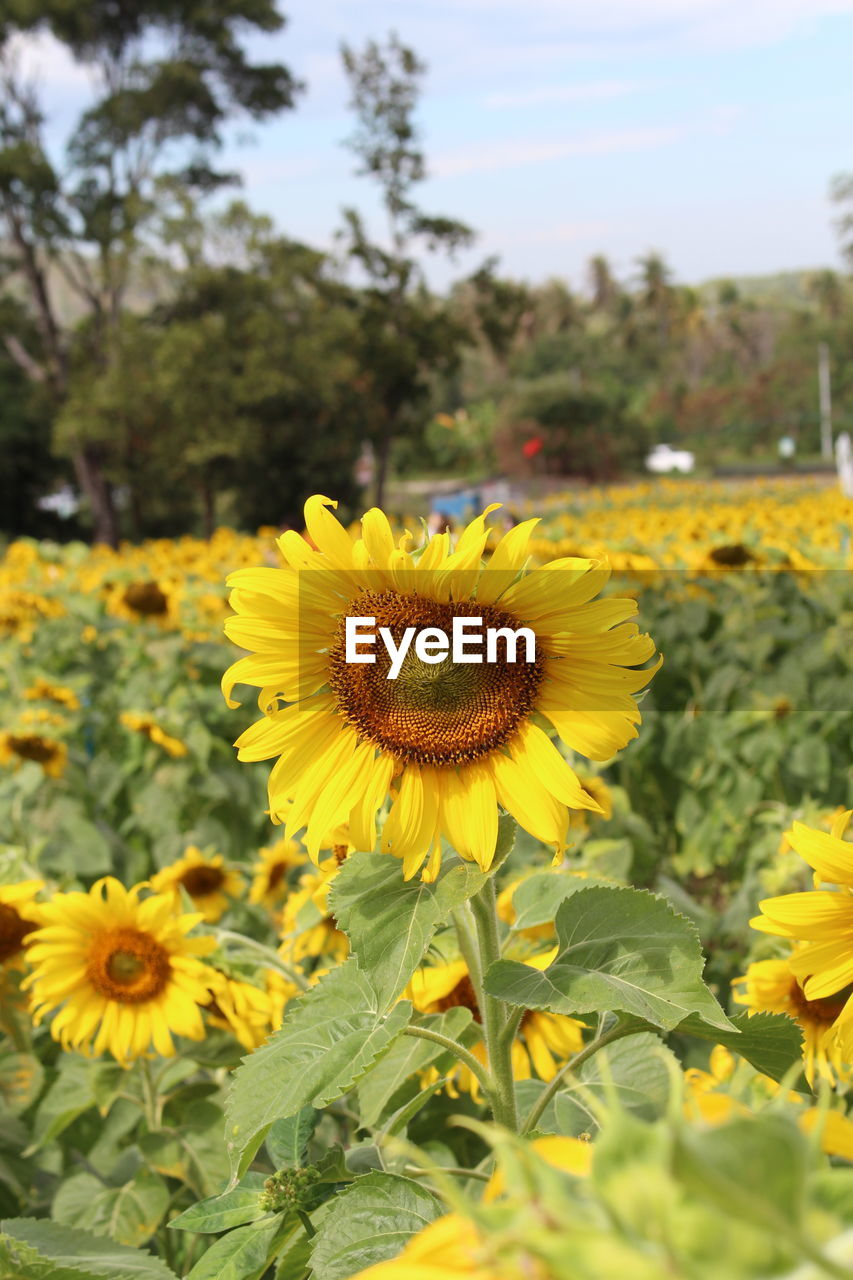 CLOSE-UP OF SUNFLOWER ON FIELD AGAINST SKY