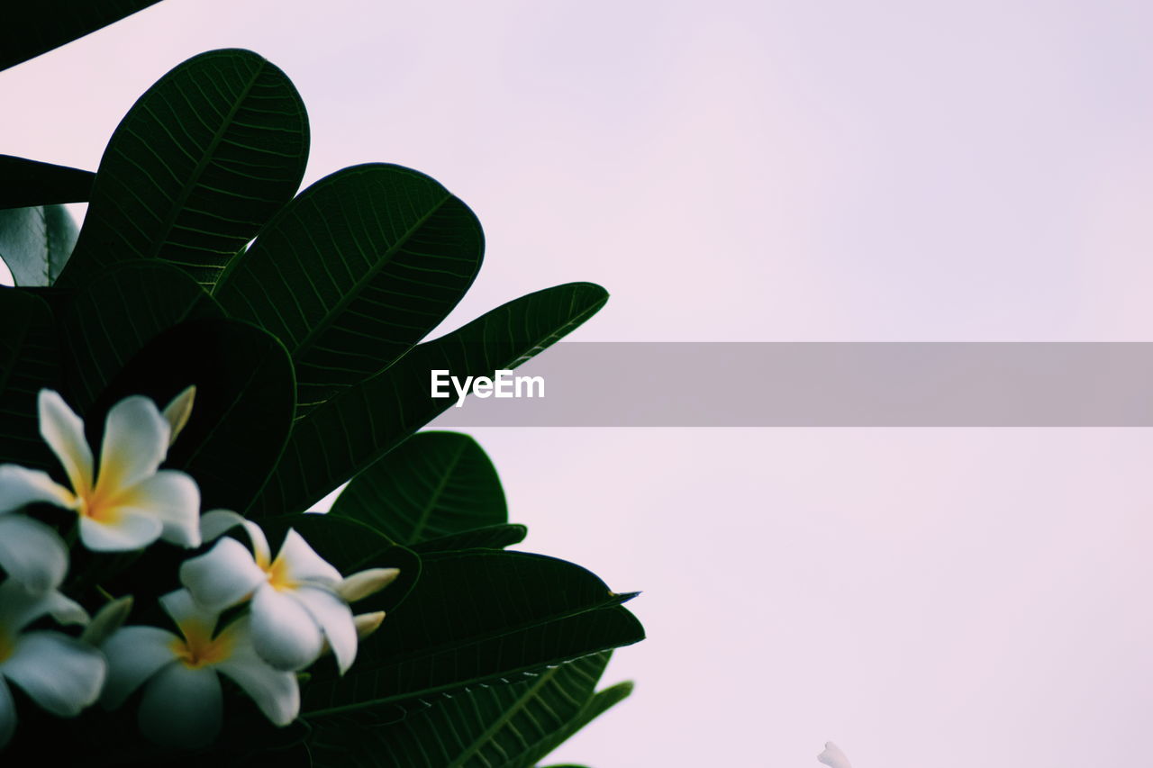 Low angle view of flowering plant against sky