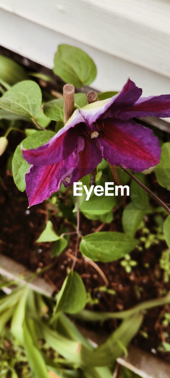 plant, flower, flowering plant, freshness, beauty in nature, growth, plant part, leaf, close-up, nature, fragility, petal, no people, flower head, purple, inflorescence, green, outdoors, day, focus on foreground, botany, selective focus