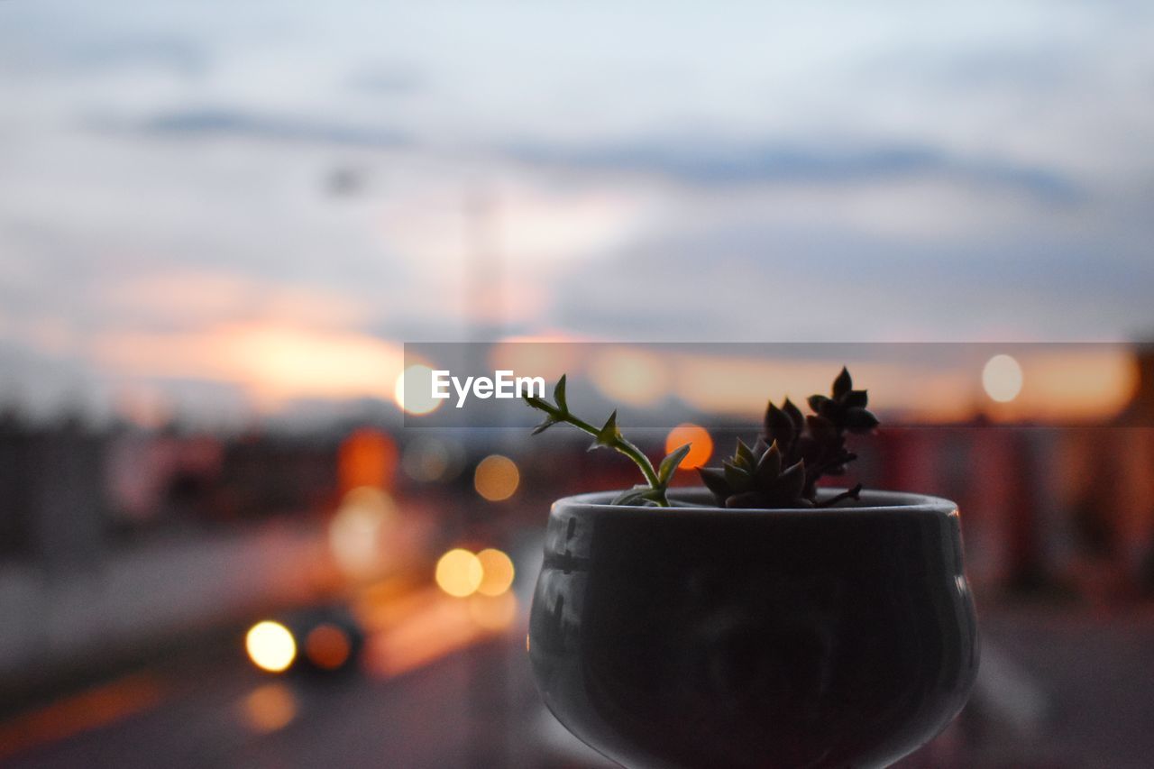 Close-up of potted plant in city at sunset