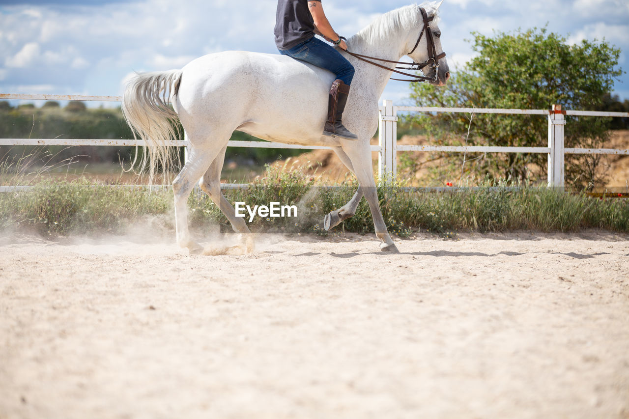 VIEW OF HORSE ON FIELD