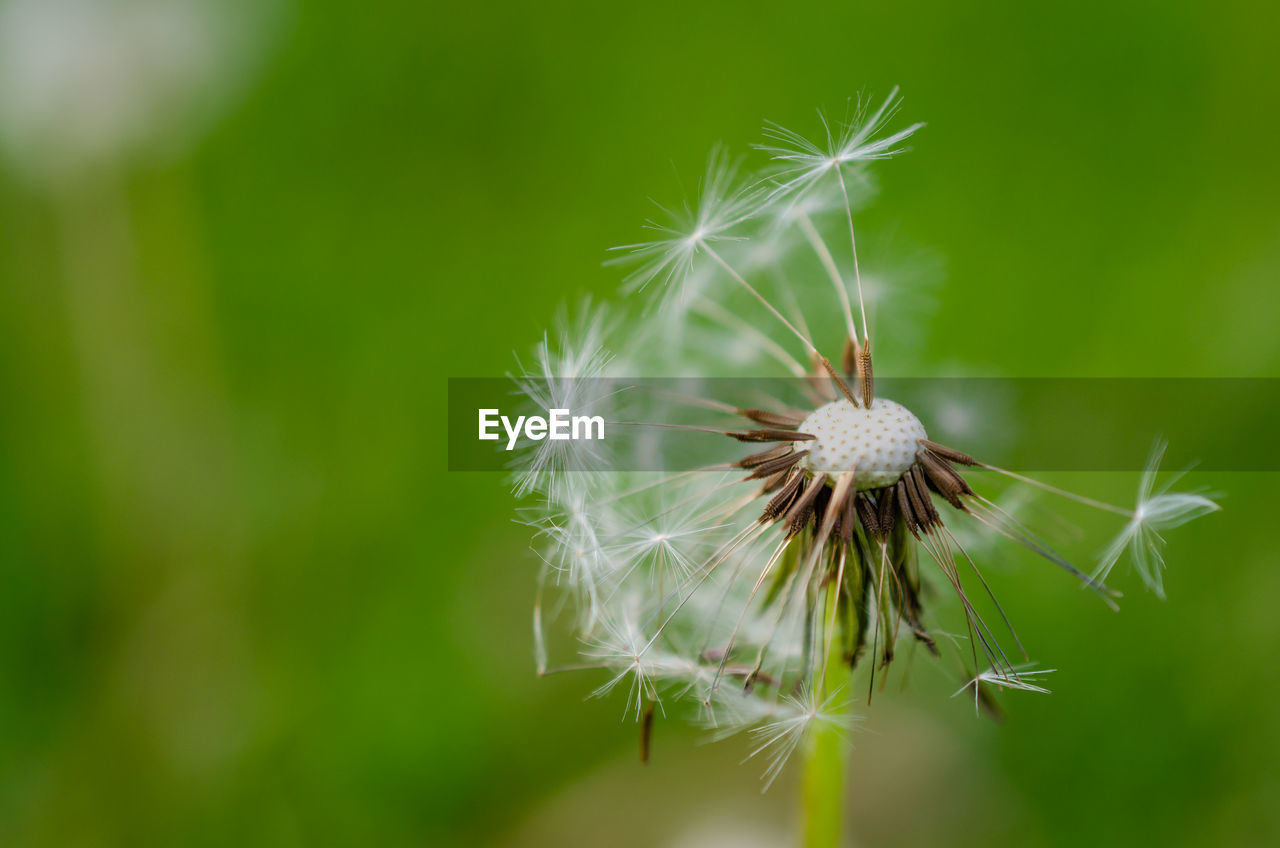 Close-up of dandelion on plant