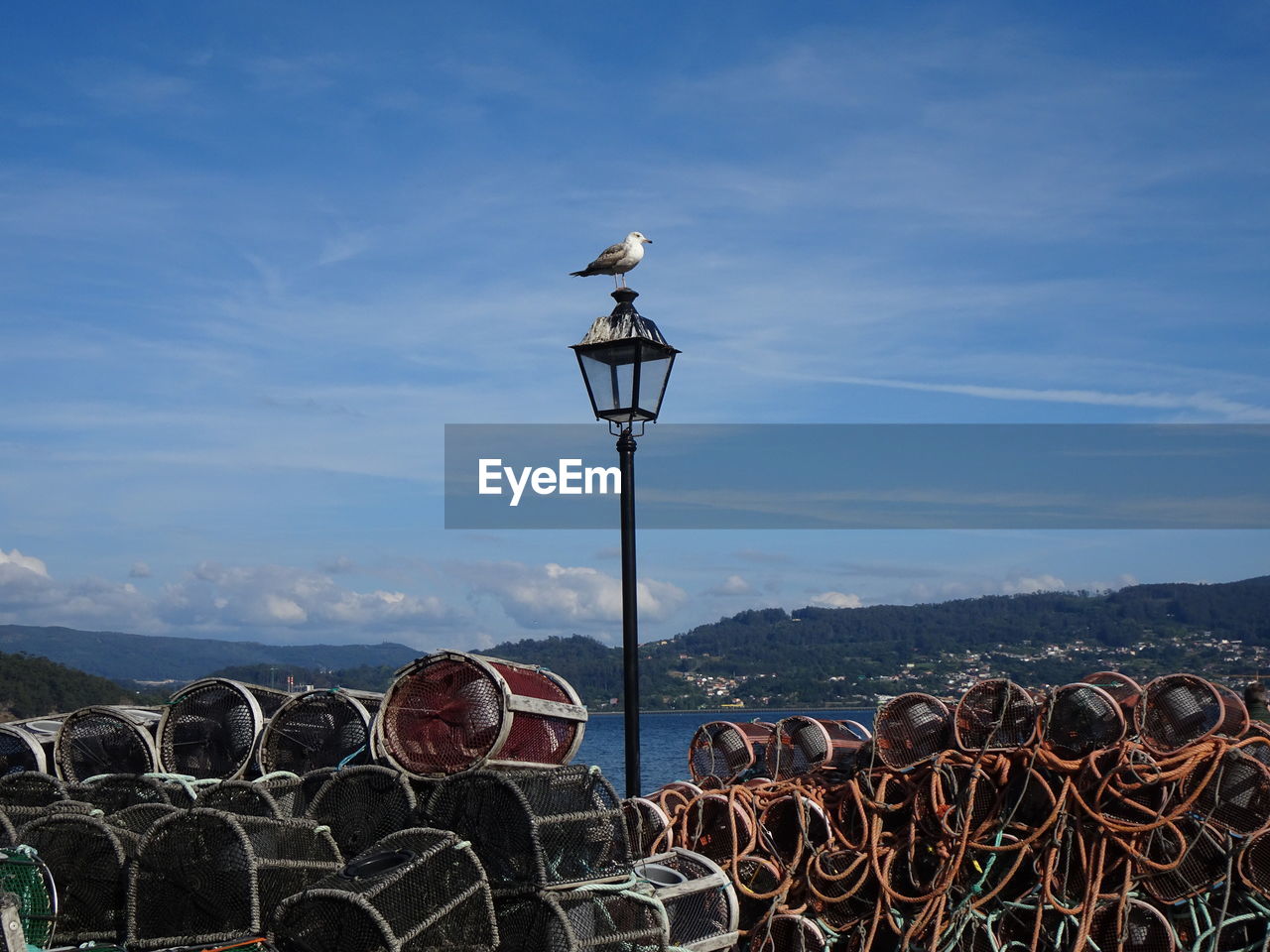 SEAGULLS PERCHING ON A STREET