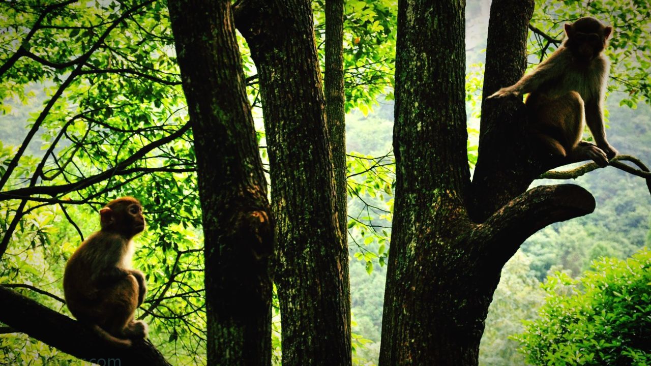 MONKEY ON TREE TRUNK