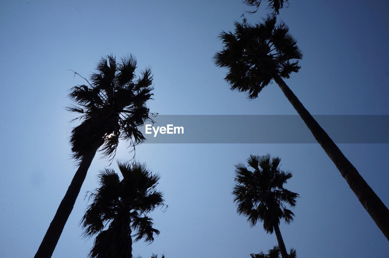 LOW ANGLE VIEW OF SILHOUETTE PALM TREES AGAINST SKY