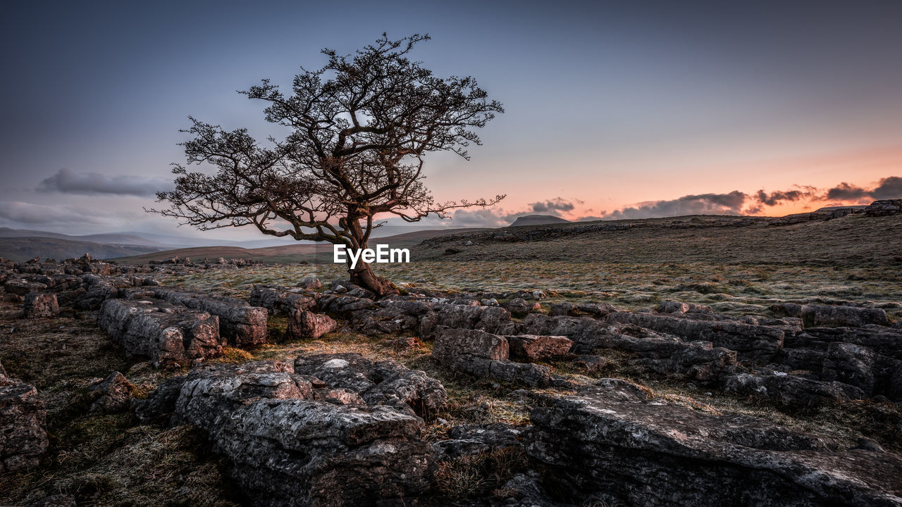 TREE ON ROCK AGAINST SKY