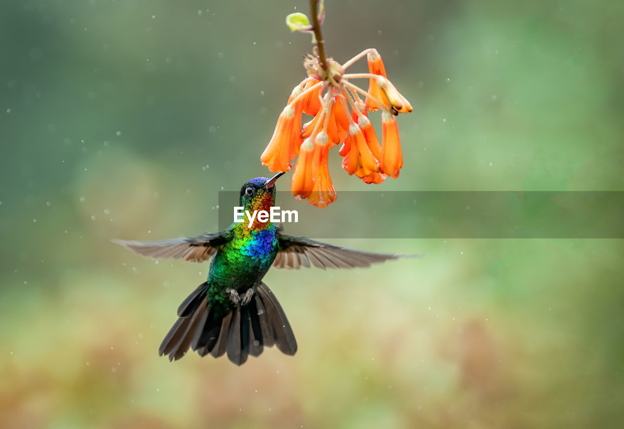 Close-up of bird flying