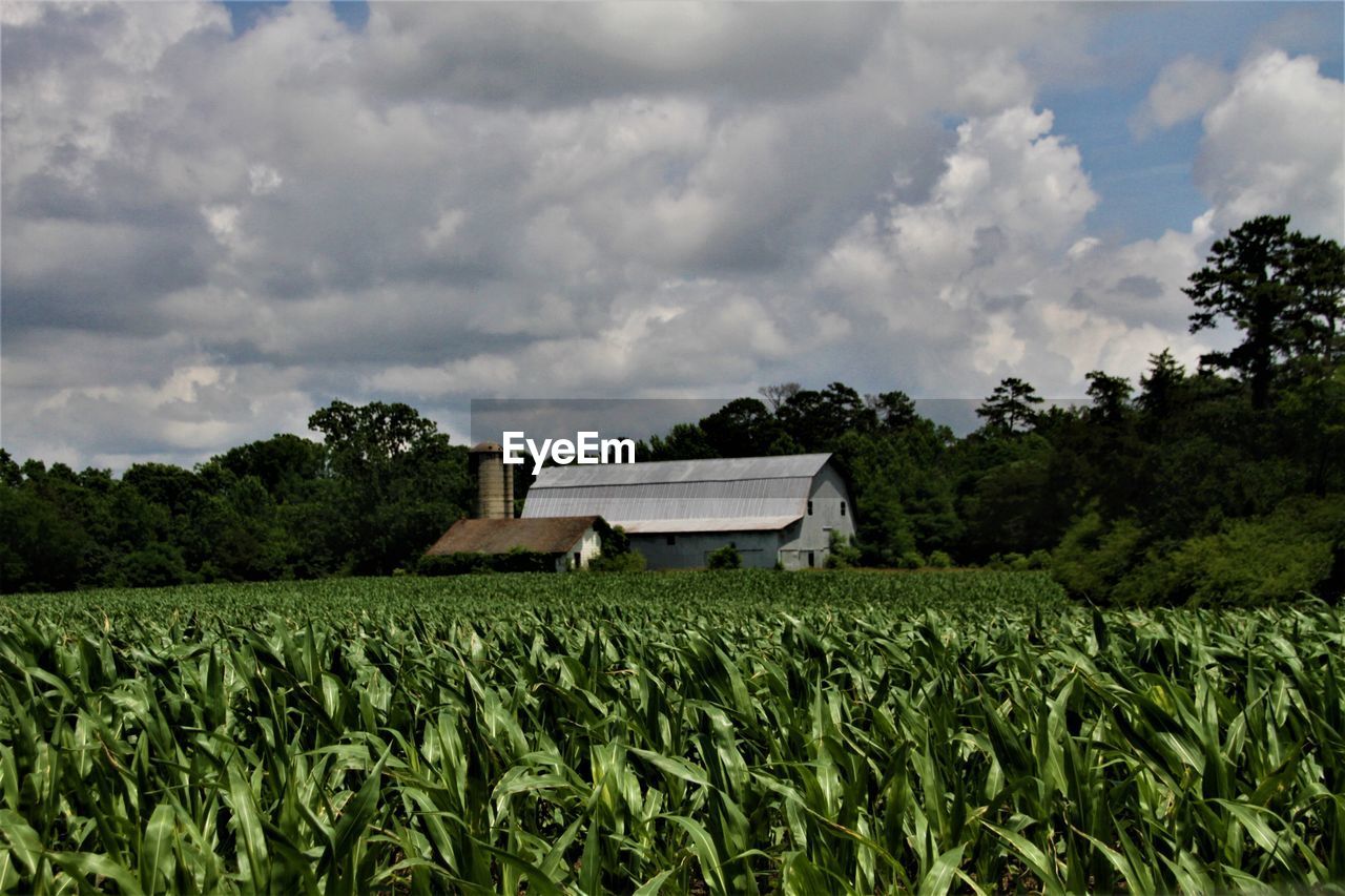 Crop and barns