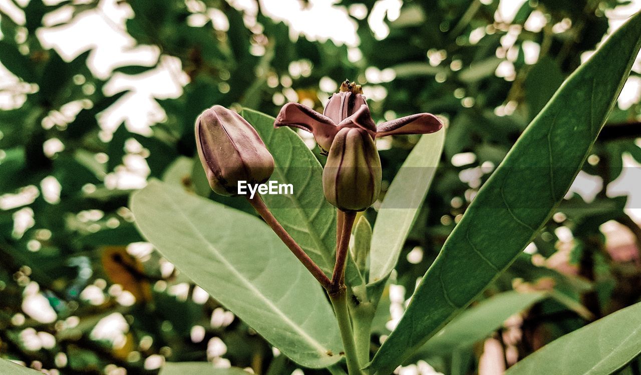 CLOSE-UP OF GREEN LEAVES ON FLOWERING PLANTS