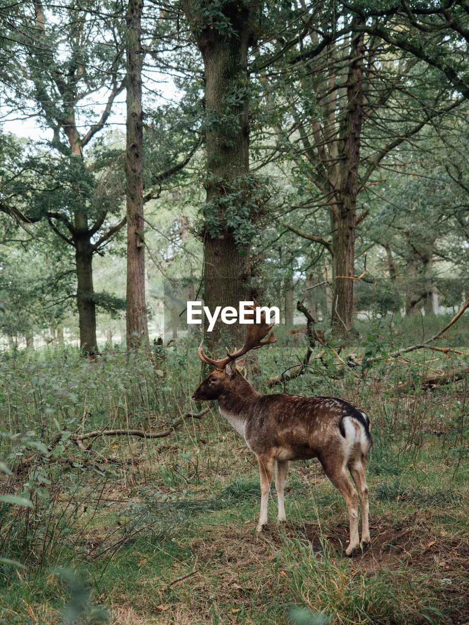 DEER IN THE FOREST