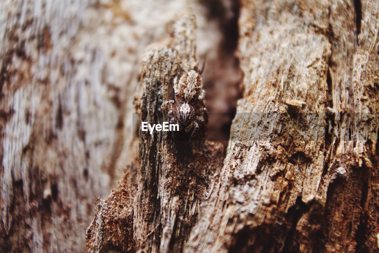 Close-up of tree trunk against rocky surface