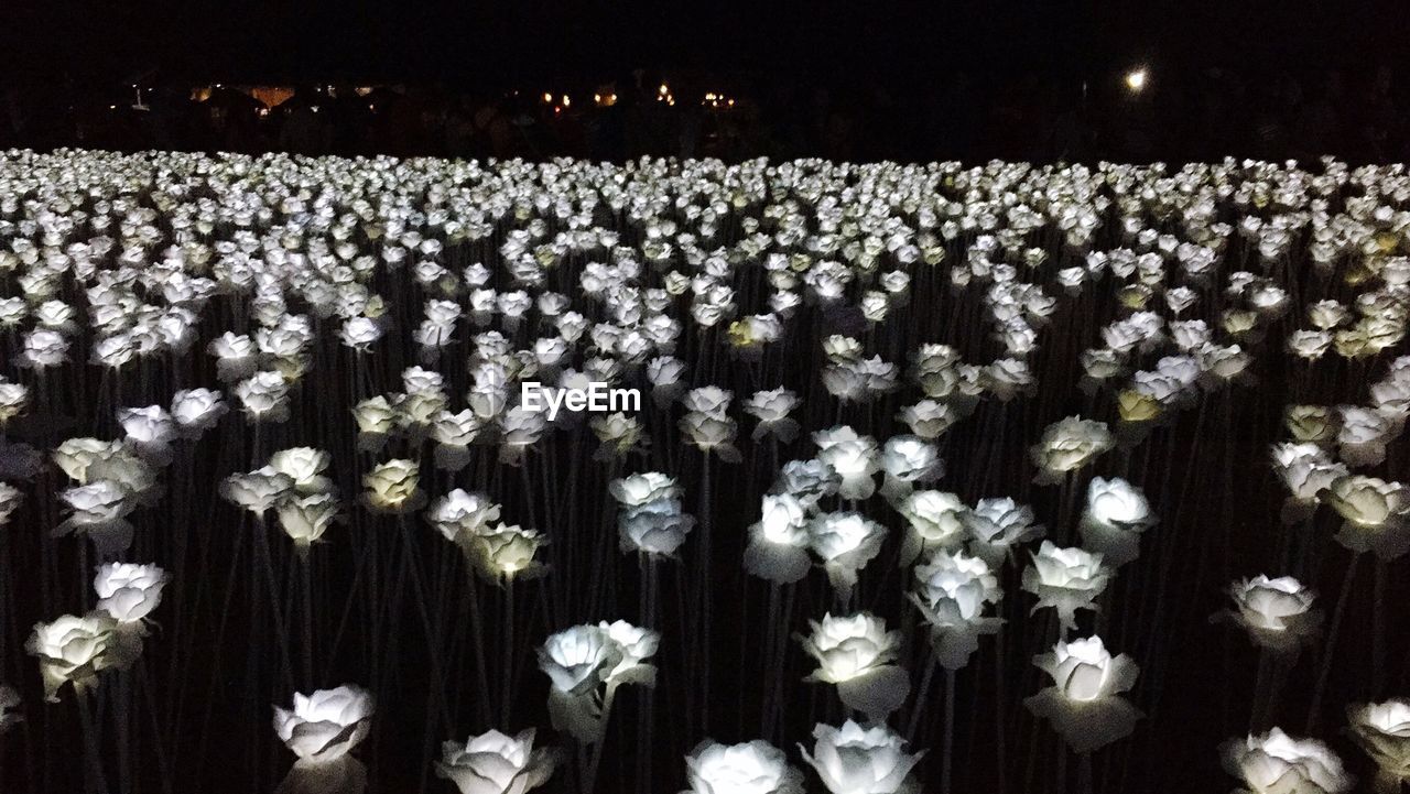 VIEW OF FLOWERS