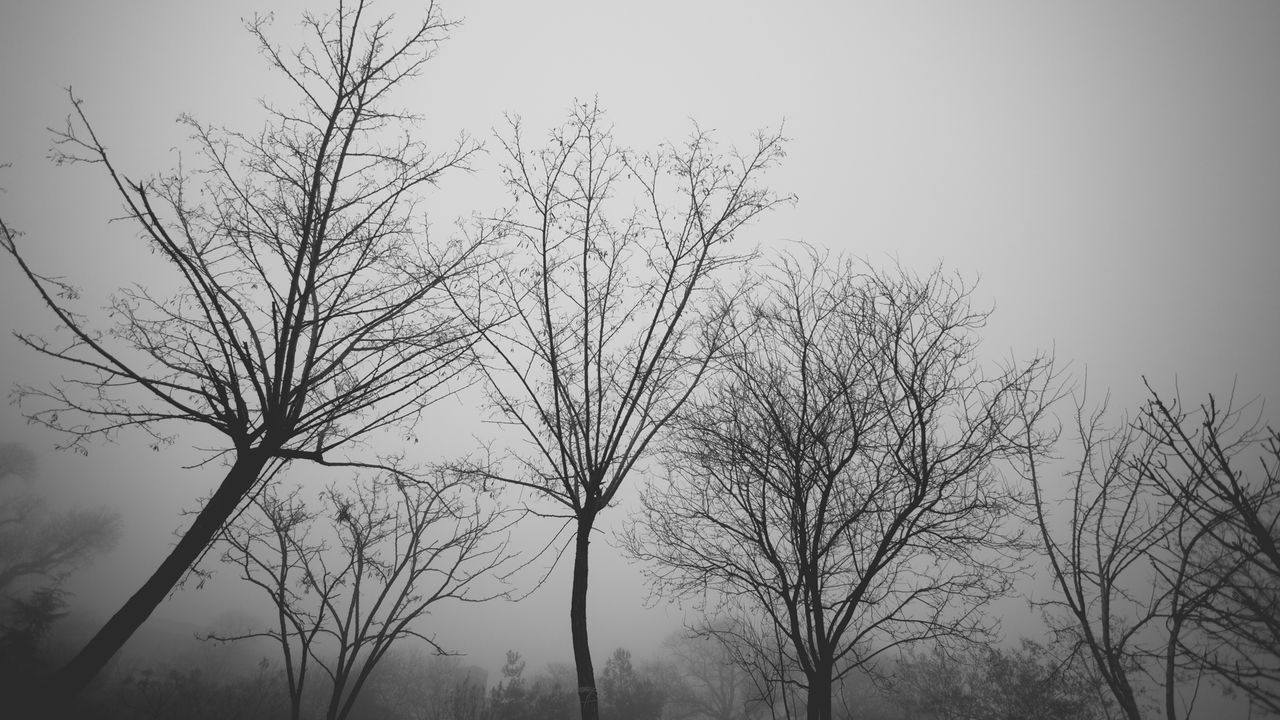 Scenic shot of bare trees against clear sky