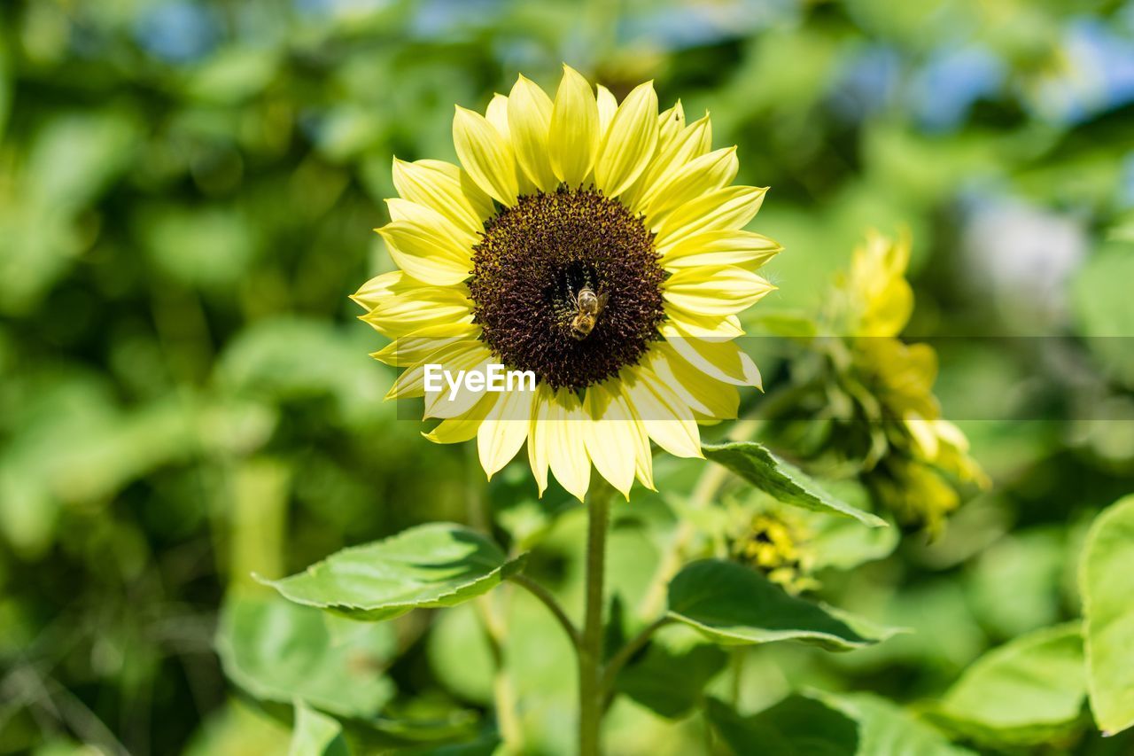 CLOSE-UP OF YELLOW FLOWER
