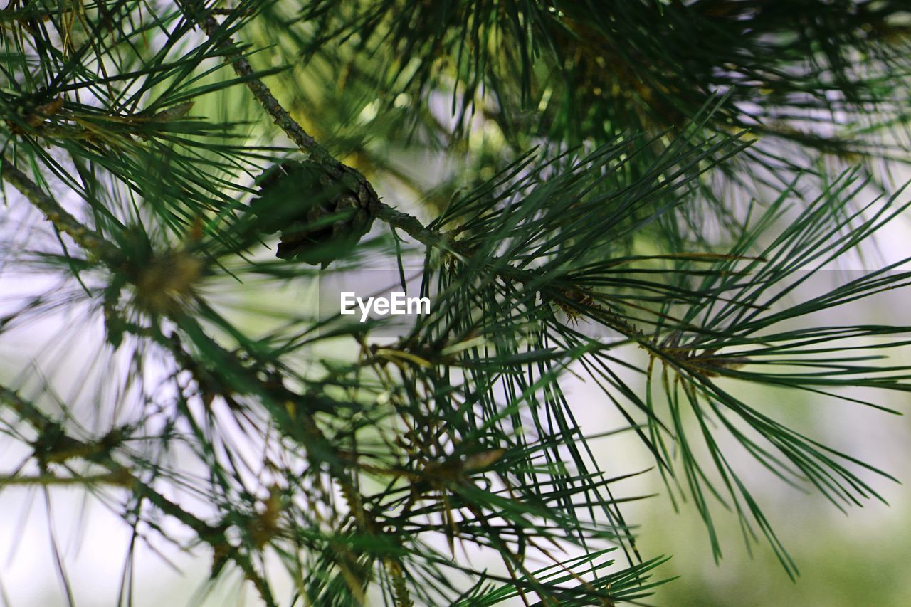 CLOSE-UP OF PINE TREES