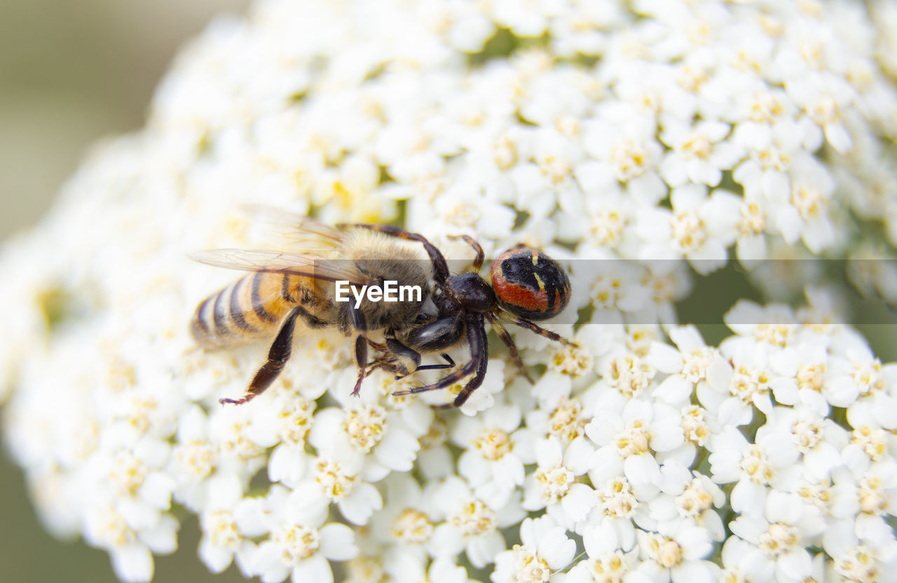 Close-up of bee pollinating on flower