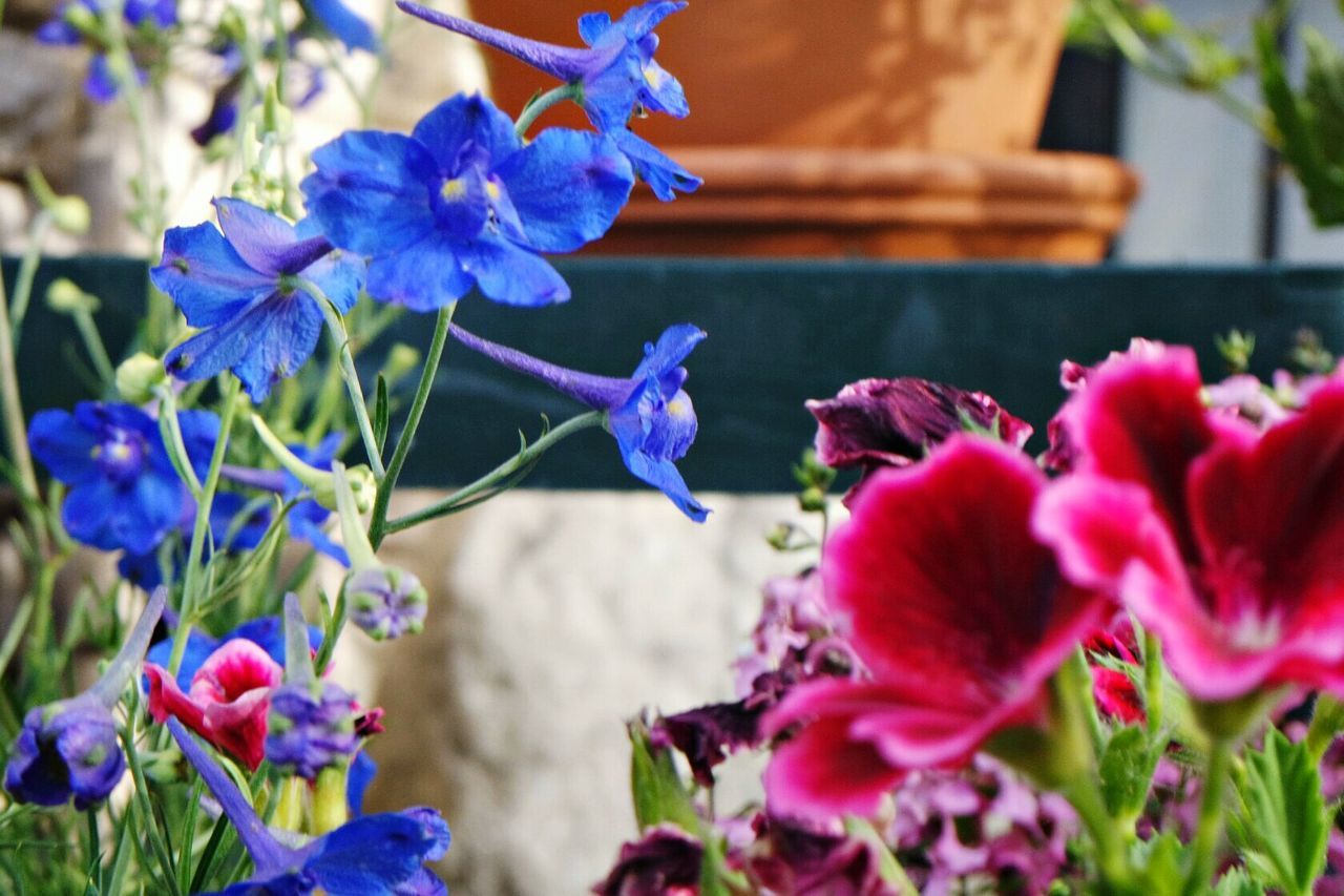 CLOSE-UP OF BLUE FLOWERS BLOOMING