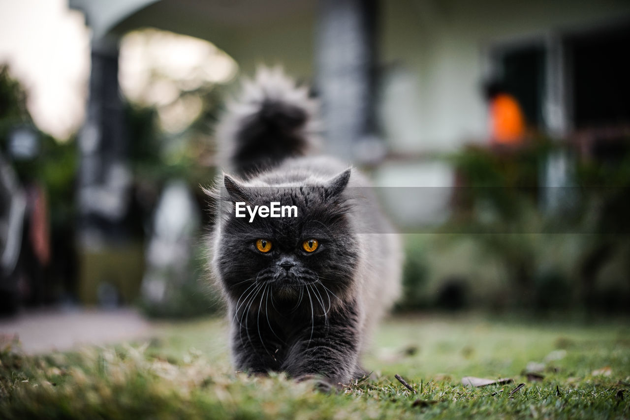 Portrait of black cat against blurred background