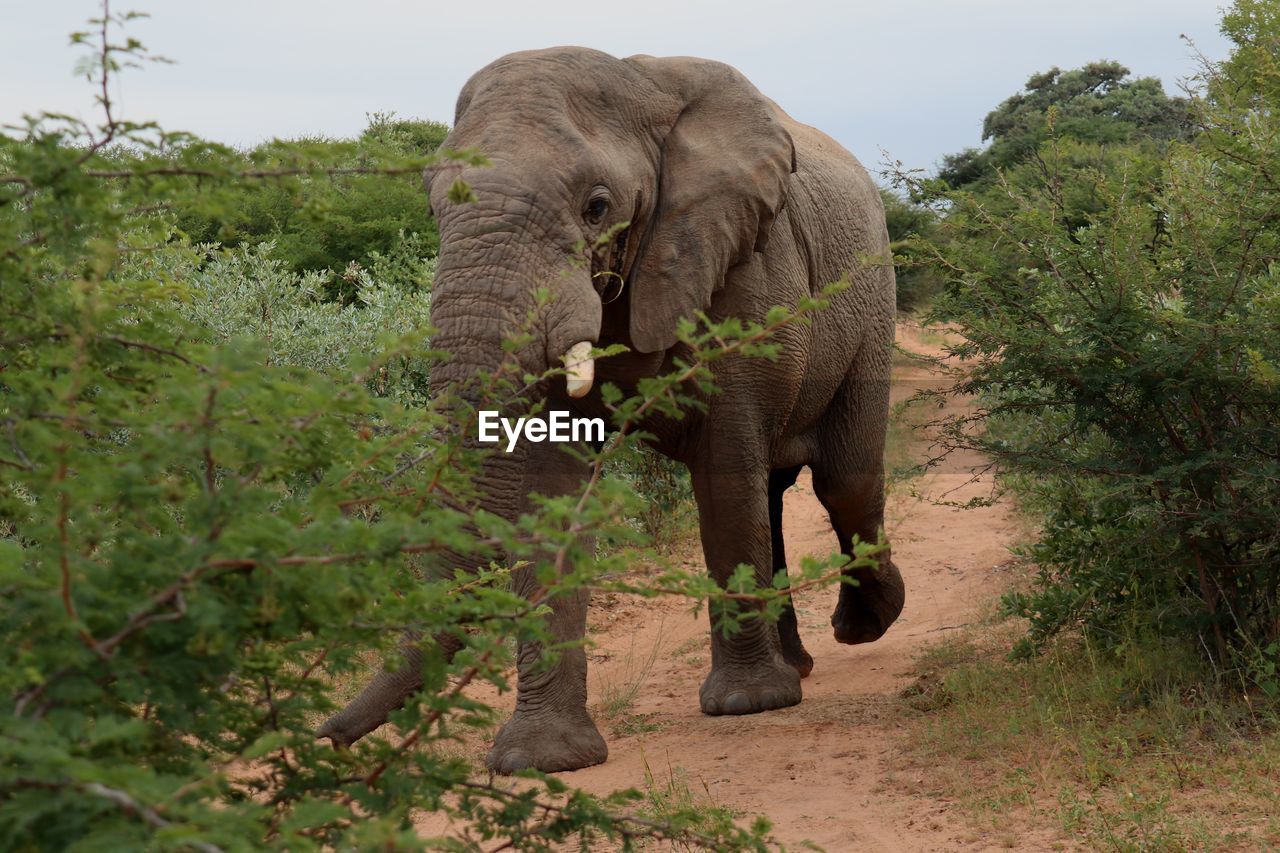 ELEPHANT WALKING IN A GARDEN