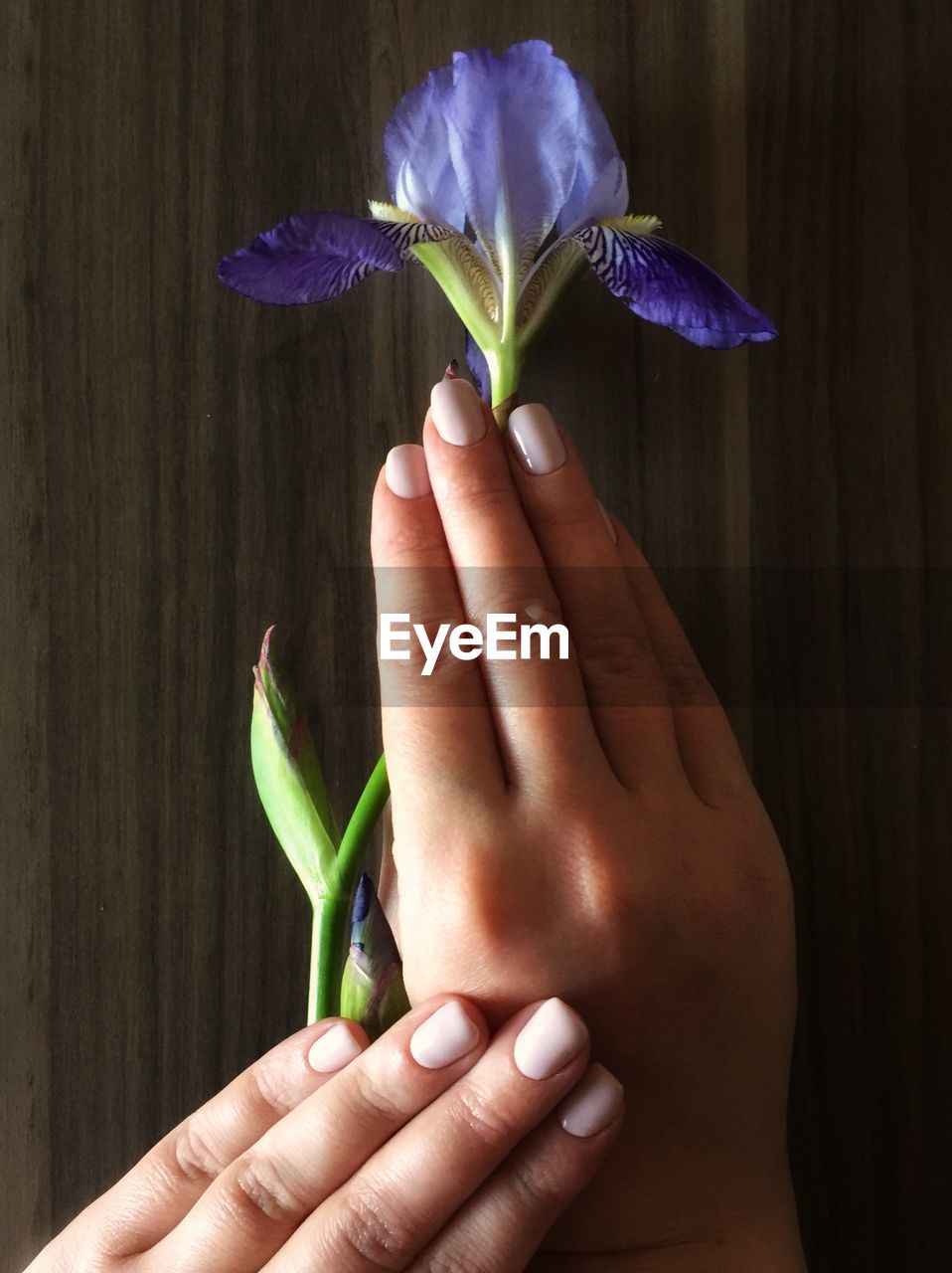 CLOSE-UP OF WOMAN HOLDING FLOWER