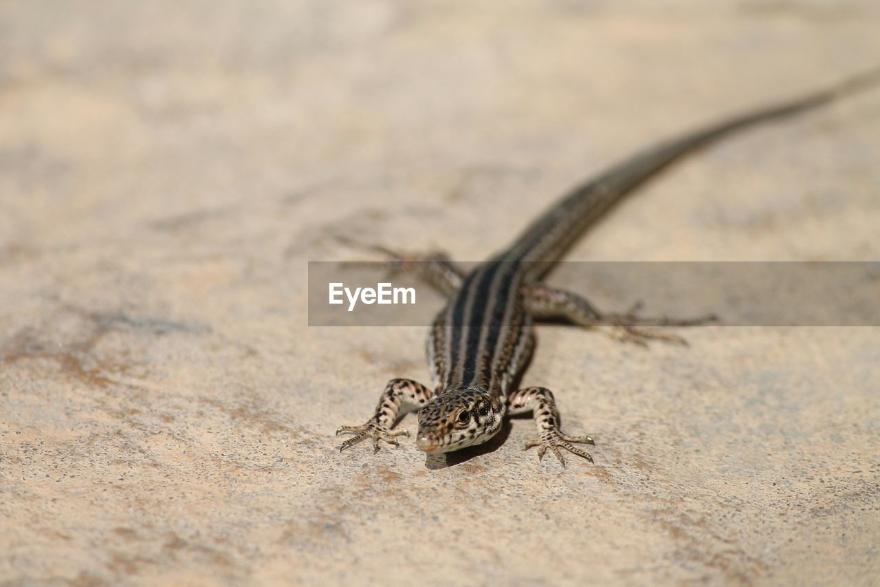 Close-up of lizard on surface