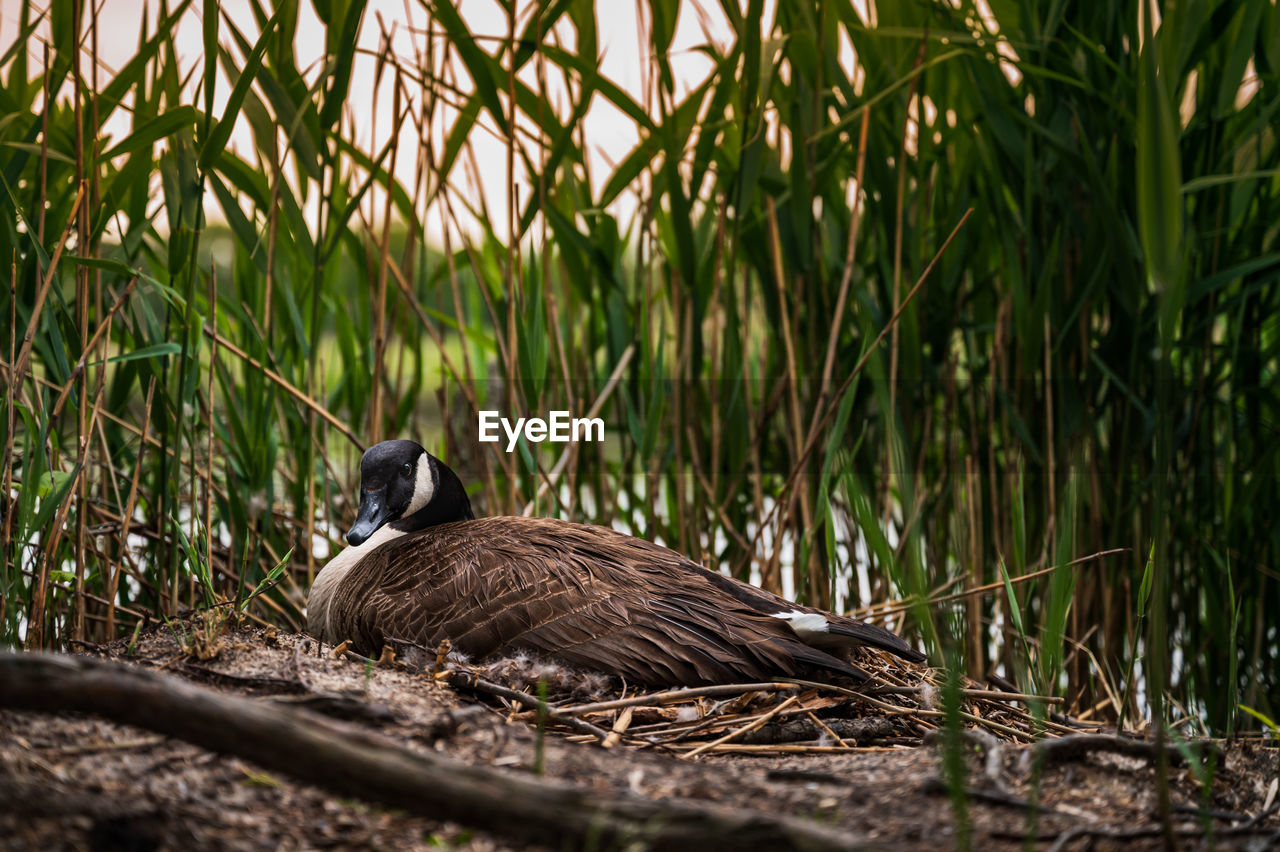 Mother duck on eggs in her nest