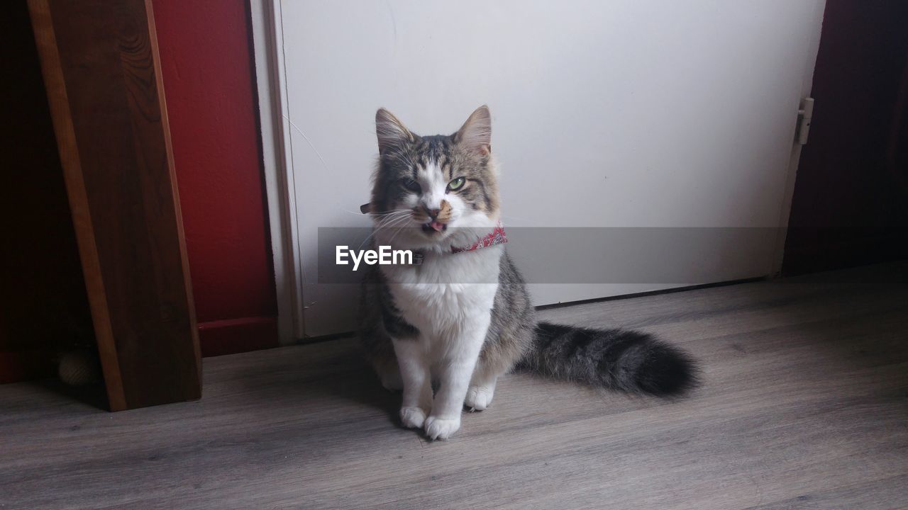 PORTRAIT OF CAT ON FLOOR