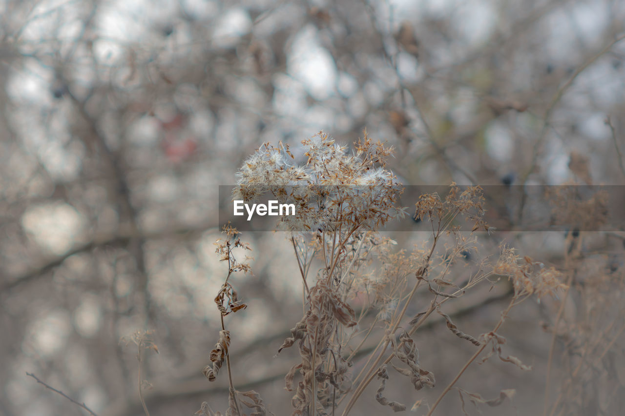 plant, branch, frost, winter, nature, tree, beauty in nature, flower, growth, no people, twig, focus on foreground, fragility, close-up, flowering plant, freezing, spring, freshness, springtime, blossom, outdoors, day, tranquility, leaf, macro photography, selective focus, white, snow, cold temperature, environment, land