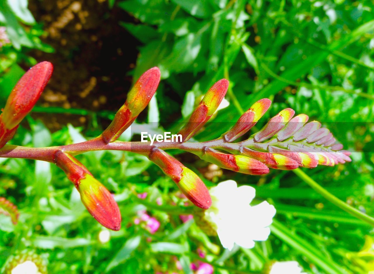 CLOSE-UP OF PINK FLOWERS BLOOMING