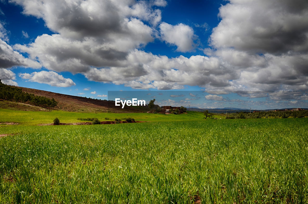 SCENIC VIEW OF FARM FIELD AGAINST SKY