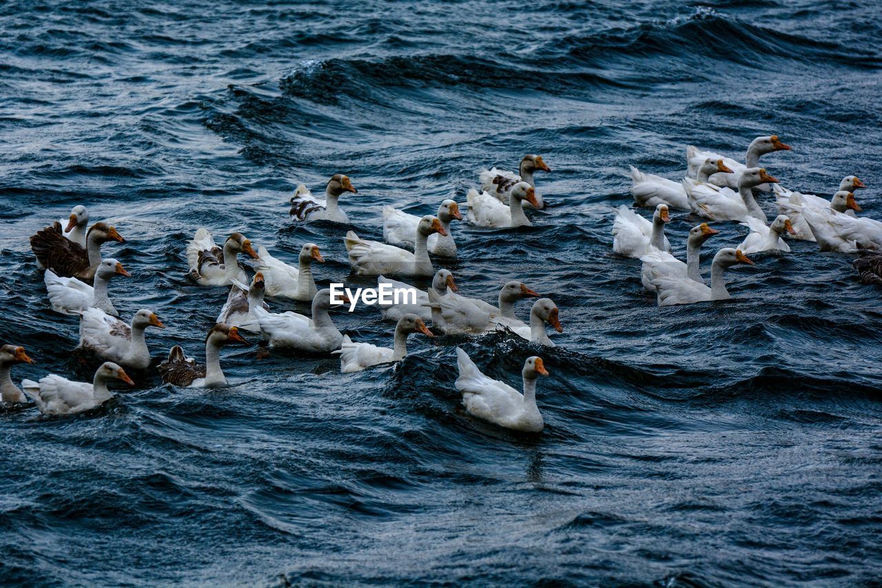 High angle view of ducks swimming on sea