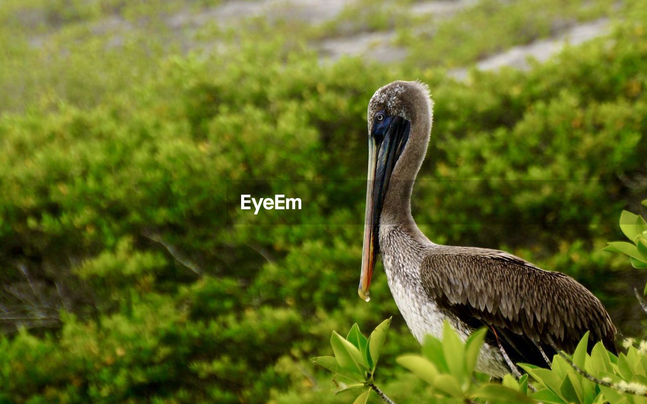 Close-up of pelican on field