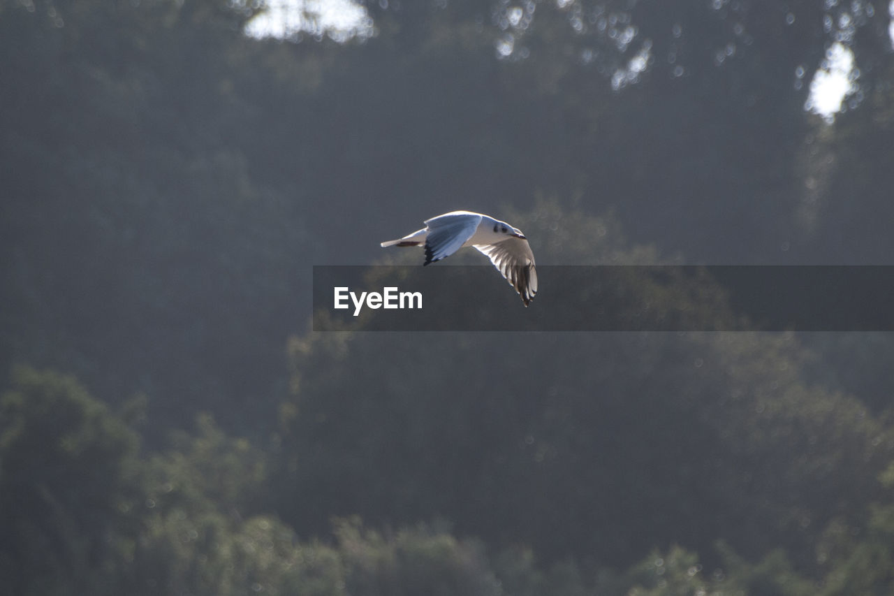 LOW ANGLE VIEW OF BIRD FLYING AGAINST THE SKY