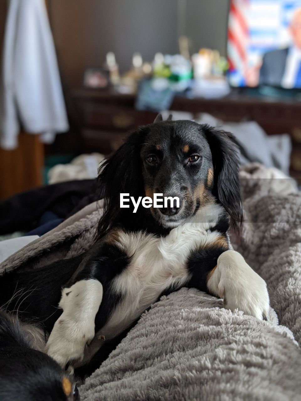 Portrait of dog resting